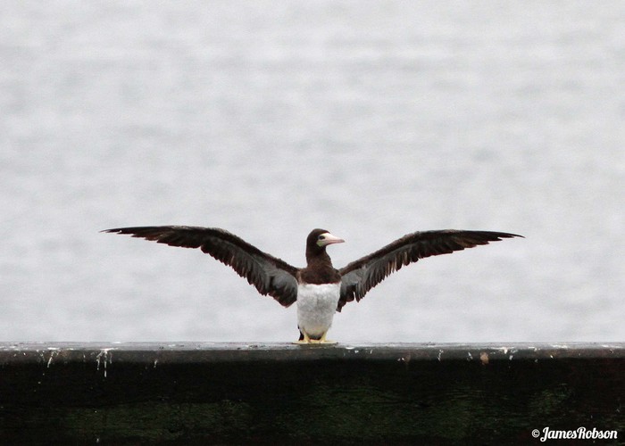 Brown Booby
