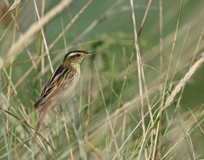Aquatic Warbler