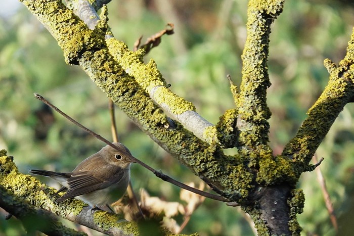 Red-breasted Flycatcher