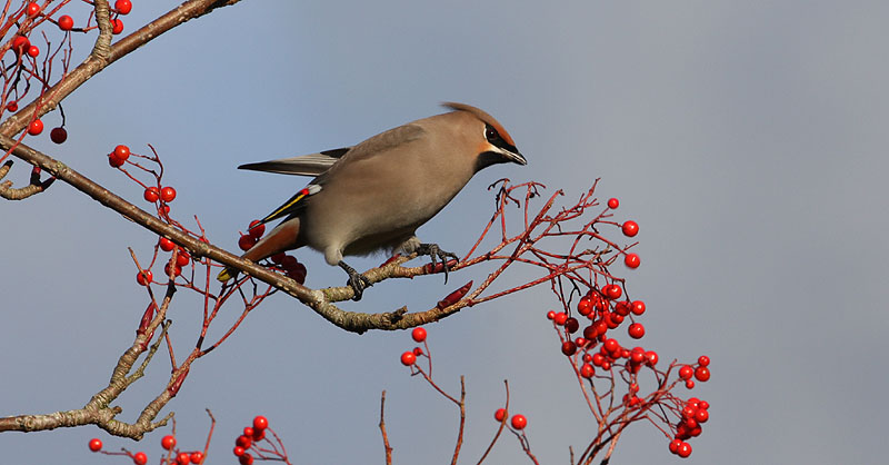 Waxwing
