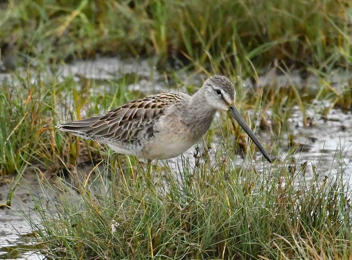 Long-billed Dowitcher