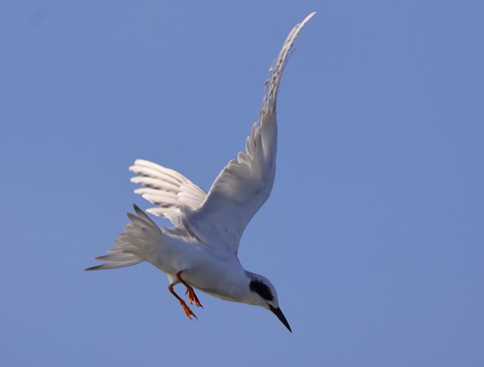 Forster's Tern