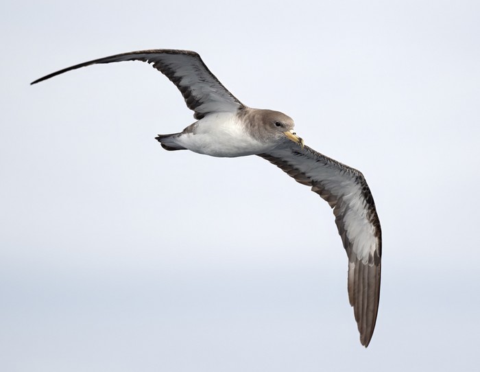 Cory's Shearwater