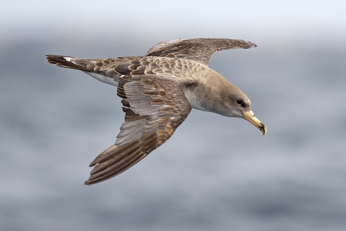 Cory's Shearwater