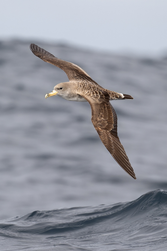 Cory's Shearwater