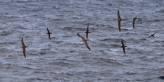 Great Shearwater