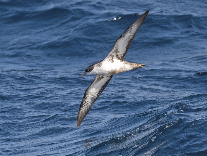 Great Shearwater