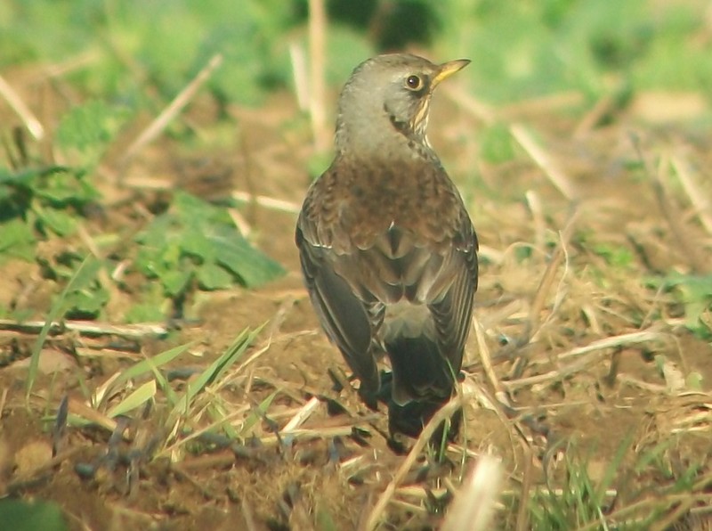 Fieldfare