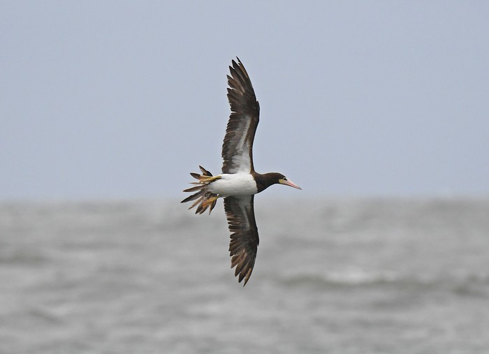 Brown Booby