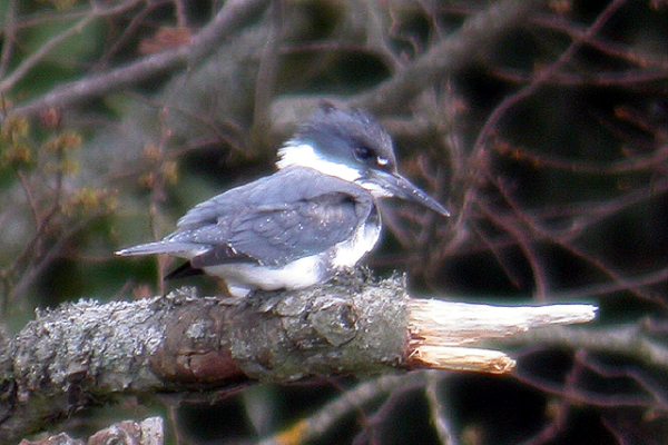 Belted Kingfisher