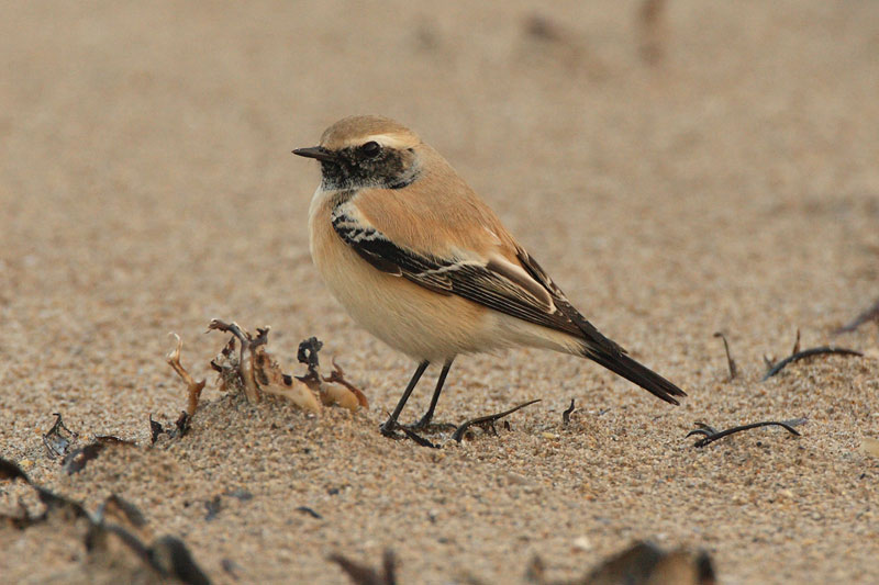 Desert Wheatear