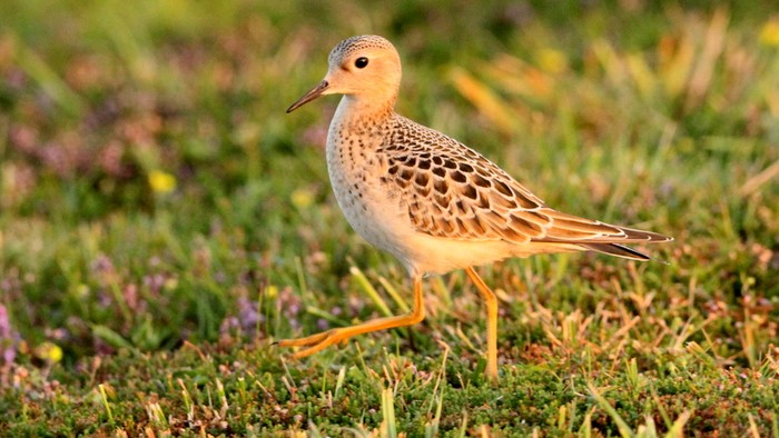 Buff-breasted Sandpiper