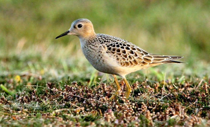 Buff-breasted Sandpiper