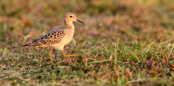 Buff-breasted Sandpiper