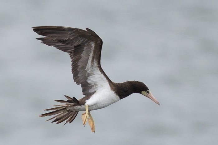 Brown Booby