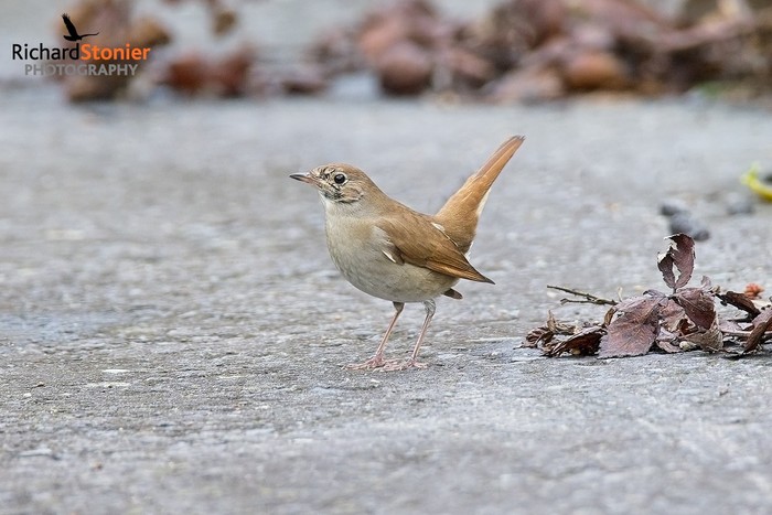 Nightingale
