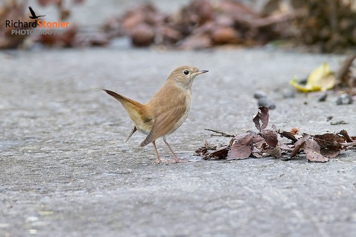 Nightingale