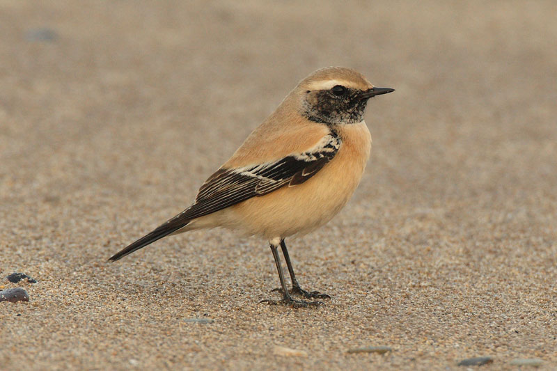 Desert Wheatear