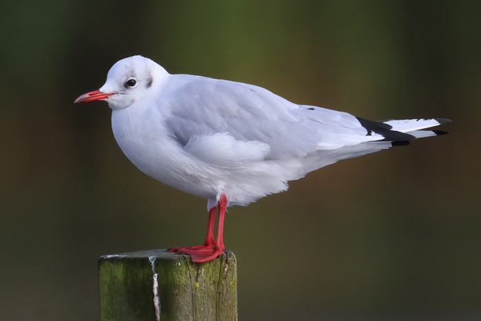 Black-headed Gull