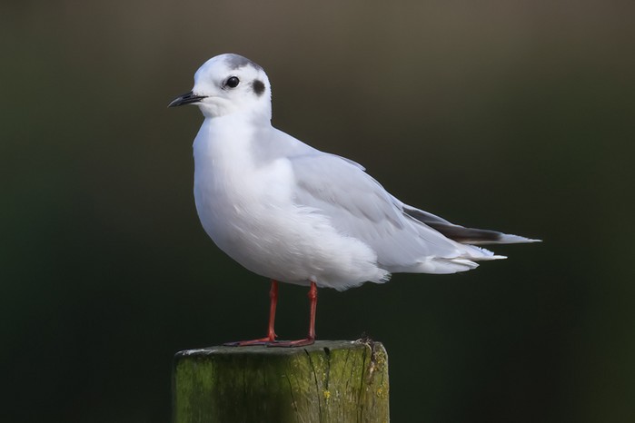 Little Gull