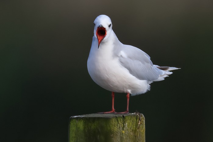 Little Gull