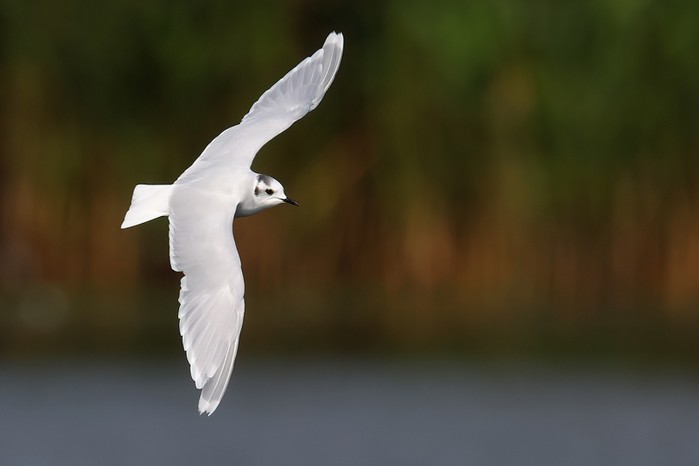 Little Gull