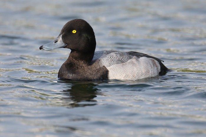 Scaup