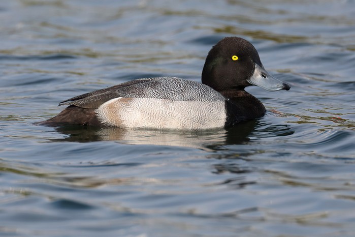Scaup