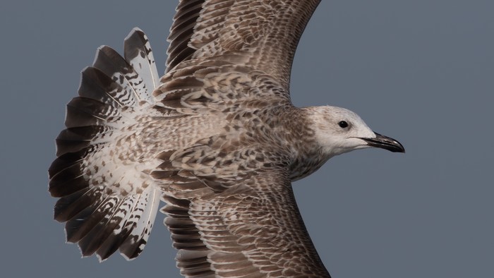 Caspian Gull
