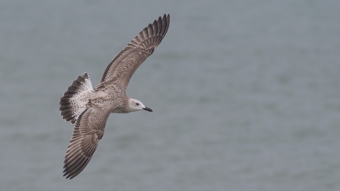 Caspian Gull