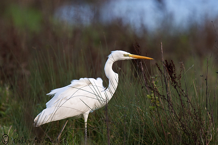 Great White Egret