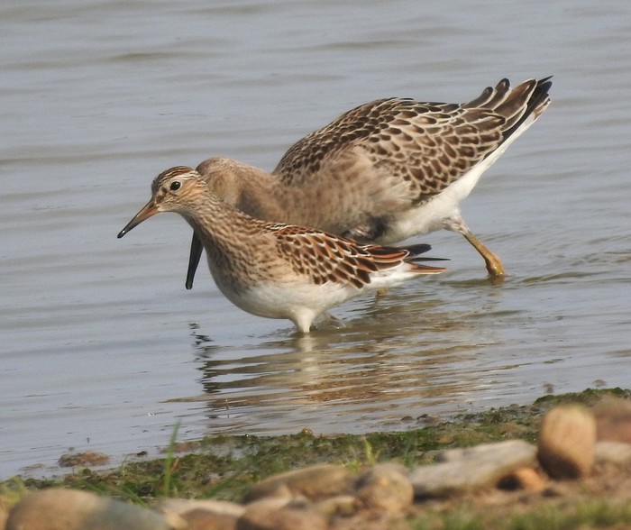 Pectoral Sandpiper
