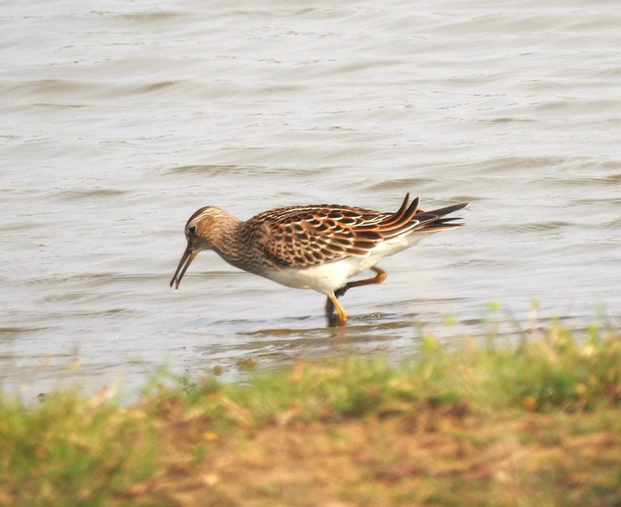 Pectoral Sandpiper