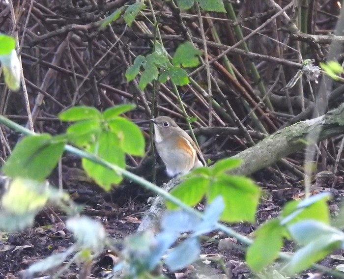 Red-flanked Bluetail