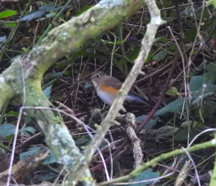 Red-flanked Bluetail
