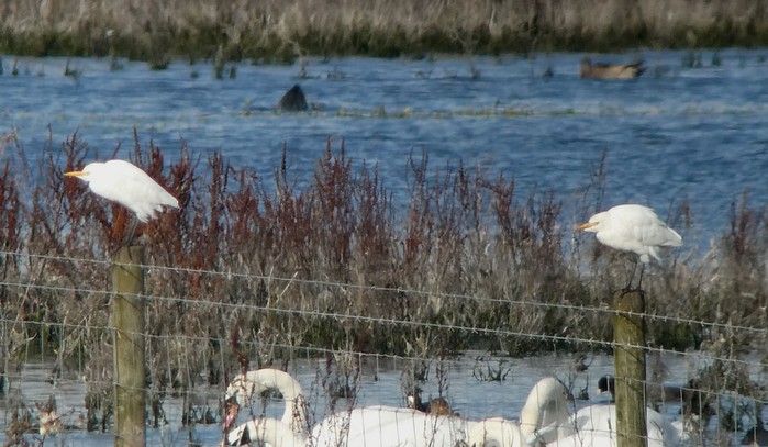 Cattle Egret