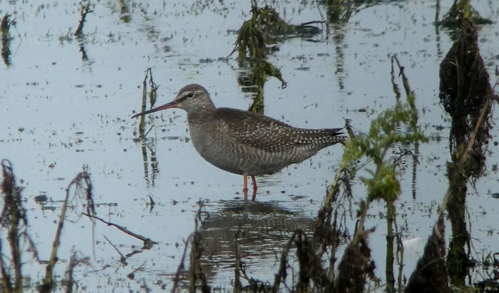Spotted Redshank
