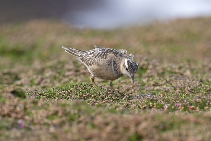 Dotterel