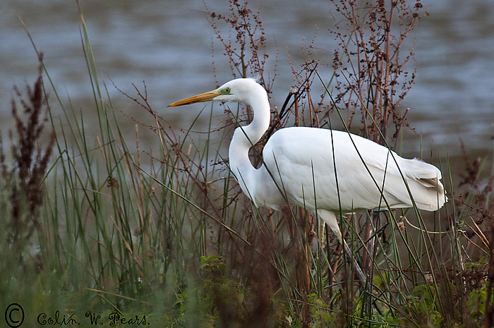 Great White Egret