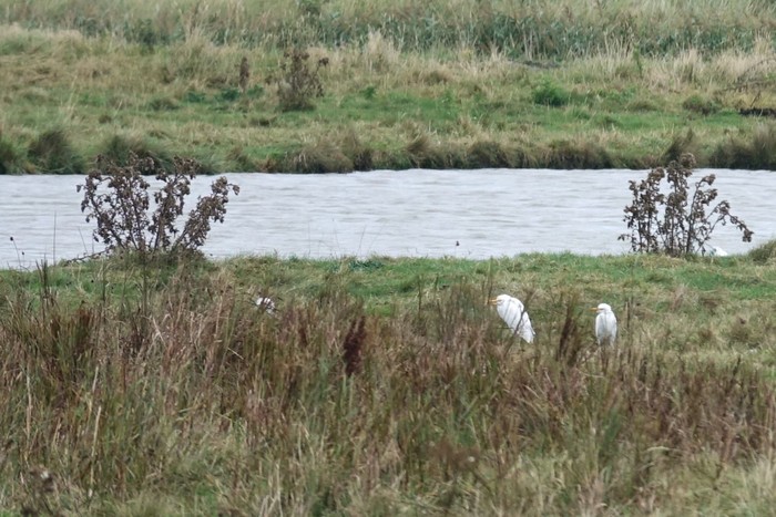 Cattle Egret