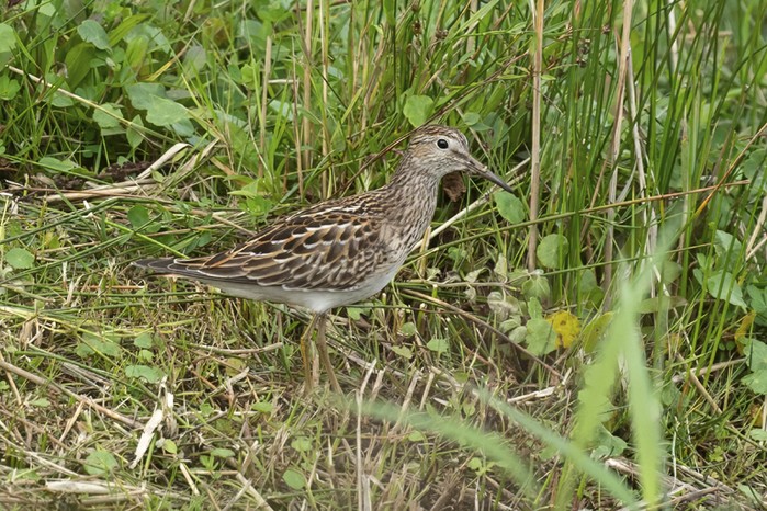 Pectoral Sandpiper