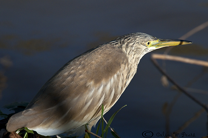 Squacco Heron
