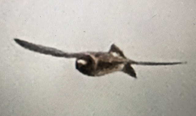 Cliff Swallow