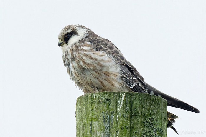 Red-footed Falcon