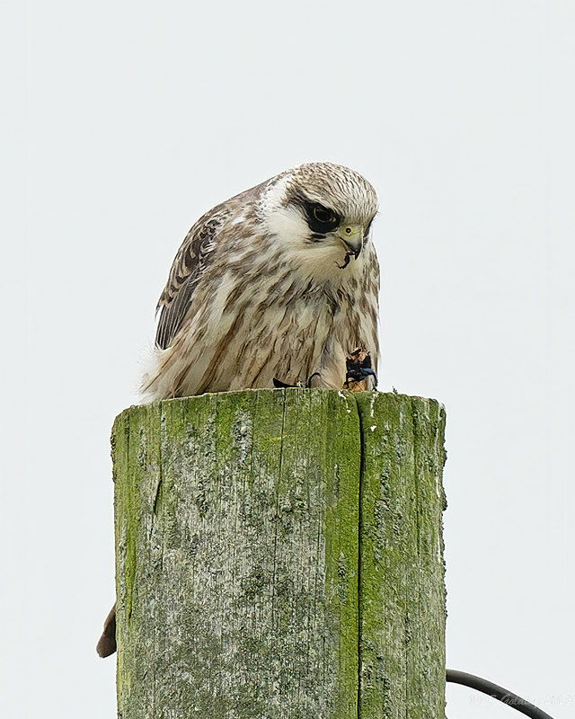 Red-footed Falcon
