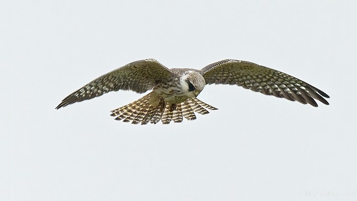 Red-footed Falcon