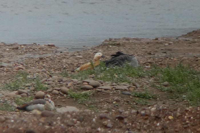 Ruddy Shelduck