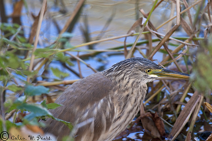 Squacco Heron