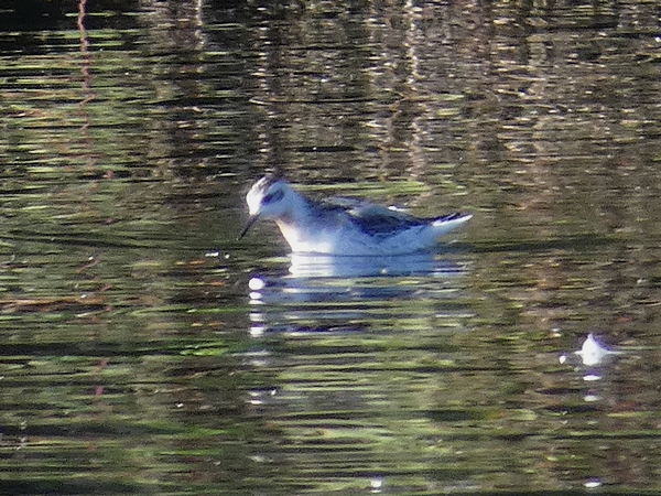 Grey Phalarope