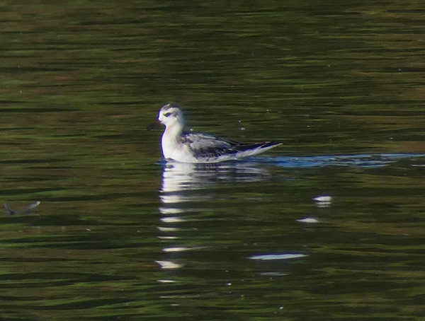 Grey Phalarope